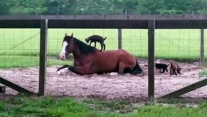 Des chèvres adorent monter sur ce cheval très patient !