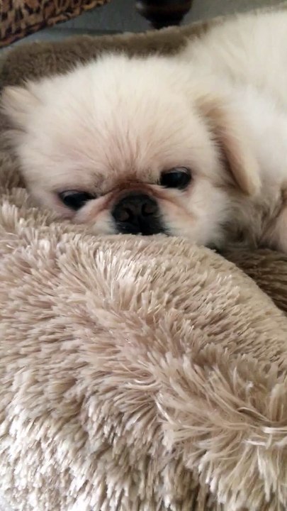 Chillin Pekingese
