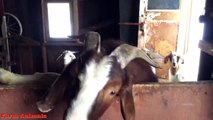 Funny Screaming Goat Ollie - A wqeqwe23Yelling Goats