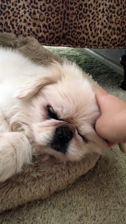 old man puppy