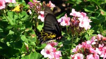 Birdwing butterfly feeding