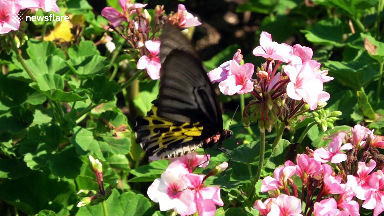 Birdwing butterfly feeding