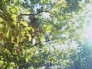 Discovery Health Allergies