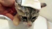 Funny Cats Enjoying Bath _ Cats Tht LOVE Water
