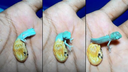 Invasion de mini aliens