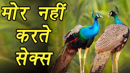 Peacocks don't have $EX says Rajasthan High Court judge, watch video | वनइंडिया हिन्दी