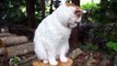 Funny cats,  funny dogs, cute nimals - Animal Compilatio