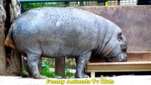 ZOO - Rinoceronte Kangru Cabras Hipopótamo _  Rhino Goat Hippo Kangaroo Buffalo _ Funny