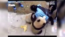 Ces 3 pandas joueurs font la misère au soigneur