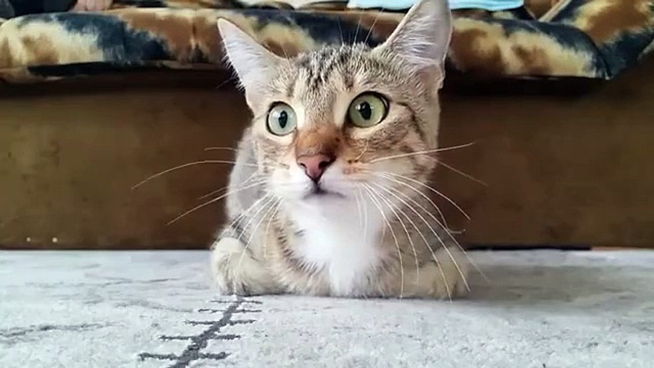 The Best  kitty video ever