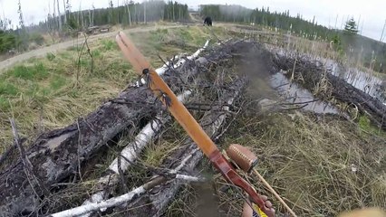 Un ours course et attaque un chasseur