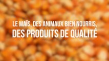 Maïs : une grande culture durable 01 - Animaux bien nourris