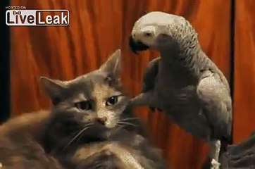 Funny weird animal intro scene