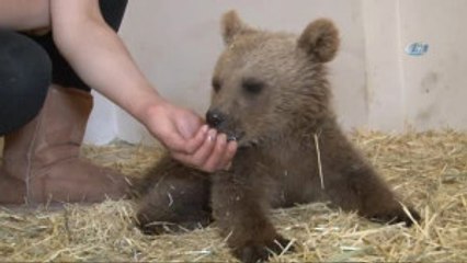 Yavru Ayıya 'Bivan' İsmi Verildi
