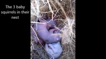 Video increíble captura a una mamá ardilla salvando a sus pequeños bebés de una muerte segura.