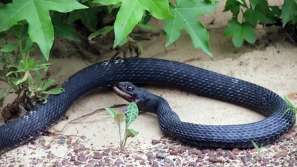 One snake eats another one, but the “meal” manages to escape alive