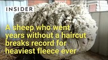 Sheep breaks record for heaviest fleece ever!