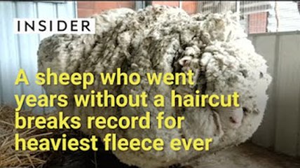 Sheep breaks record for heaviest fleece ever!
