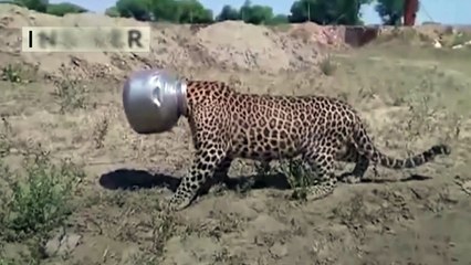 Leopard gets its head stuck in a bucket