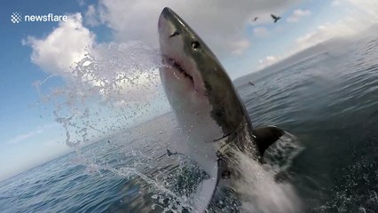 Monster great white shark breaches right by camera