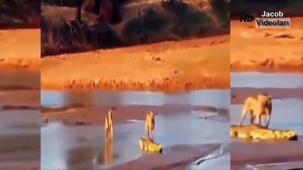 aslanla timsahın mücadelesi