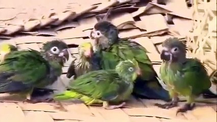 The First Contact with an Indigenous Tribe in the Amazon Documentary 2016