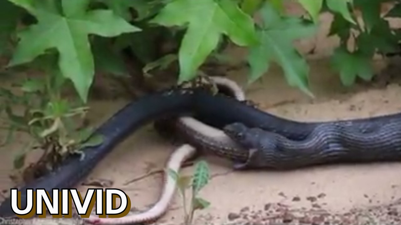 Snake Eats another live snake