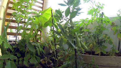 Evolution de culture sur balcon mai 2017