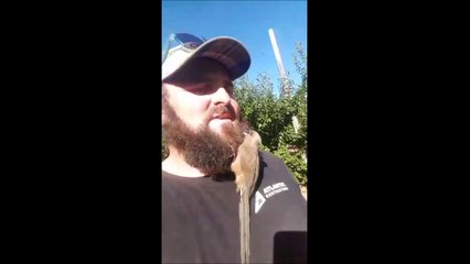 Bird in a beard