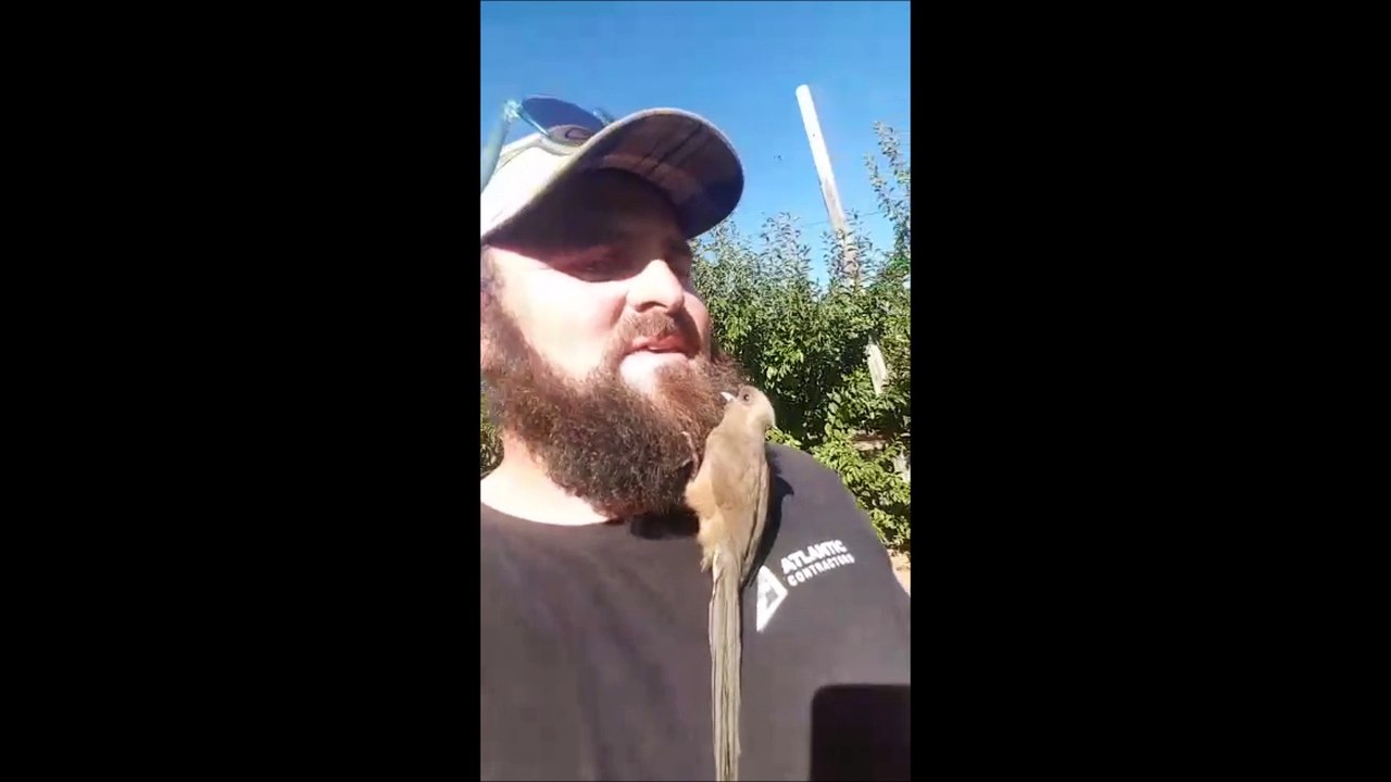 Bird in a beard