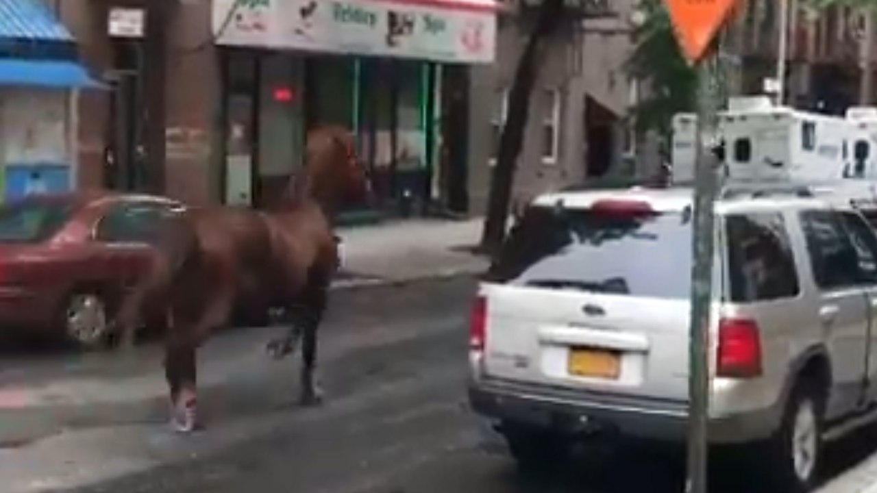 Carriage horse escapes, runs wild through Manhattan