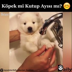 Kutup ayısı mı yoksa köpek mi?