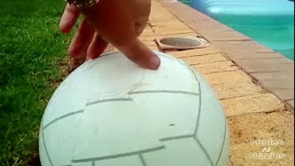 Cute Puppy Falls Down Pool Drain