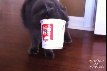 Kitty Gets Stuck in Chili Bowl