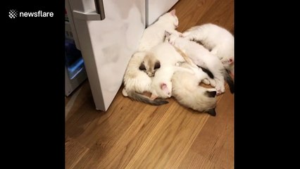 Lazy cats just won't get out of the way