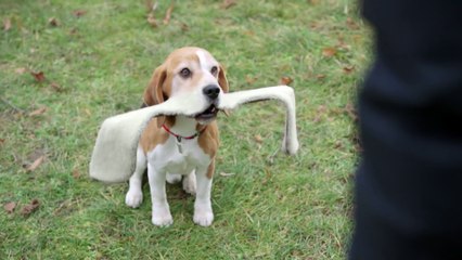 Pub Peugeot 208 GTi (Un chien avec de grandes babines)