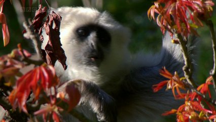 BBC.Natural.World.2010.The.Himalayas