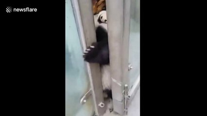 Panda cub sneaks out of enclosure