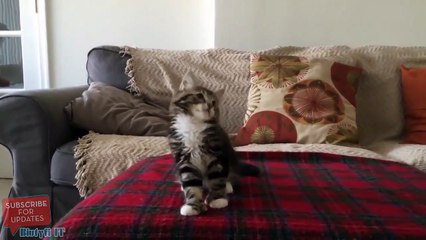 Un chaton danse sur « Uptown Funk »