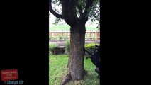 Un écureuil trolle un chien autour d'un arbre
