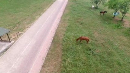 Ormanda Drone ile Aradılar, Kayıp Genç Parkta Bulundu