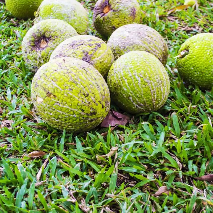 Breadfruitlovers