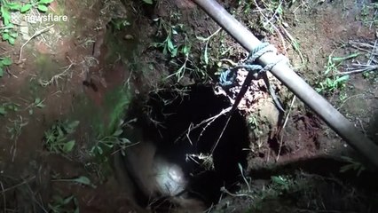 Firefighters rescue calf stuck in deep well