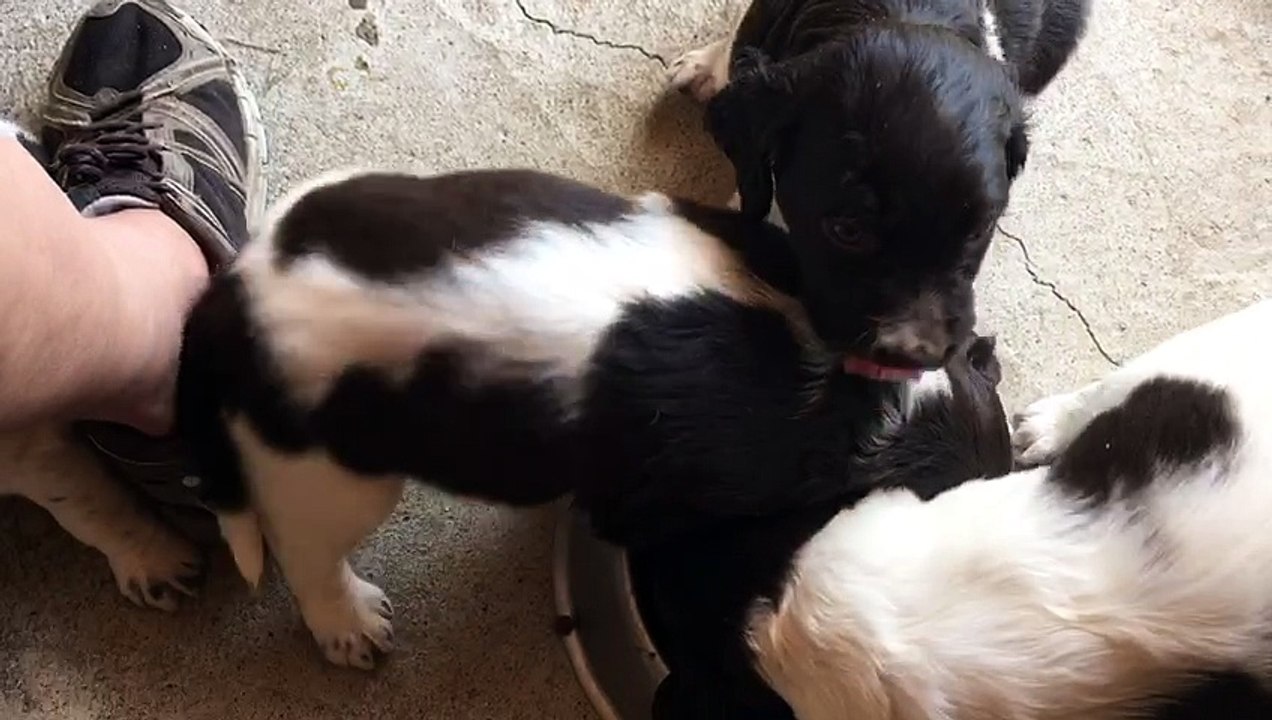 F-Wurf von der Wallmühle, 31.05.2017