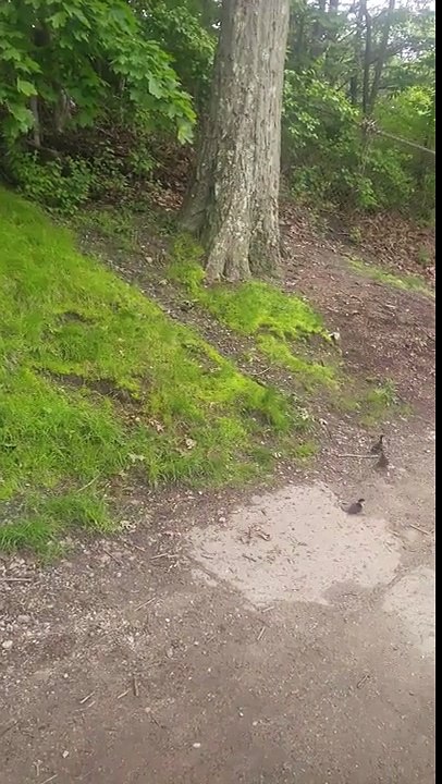 Ces bébés canards tombent de leur nid dans un arbre !