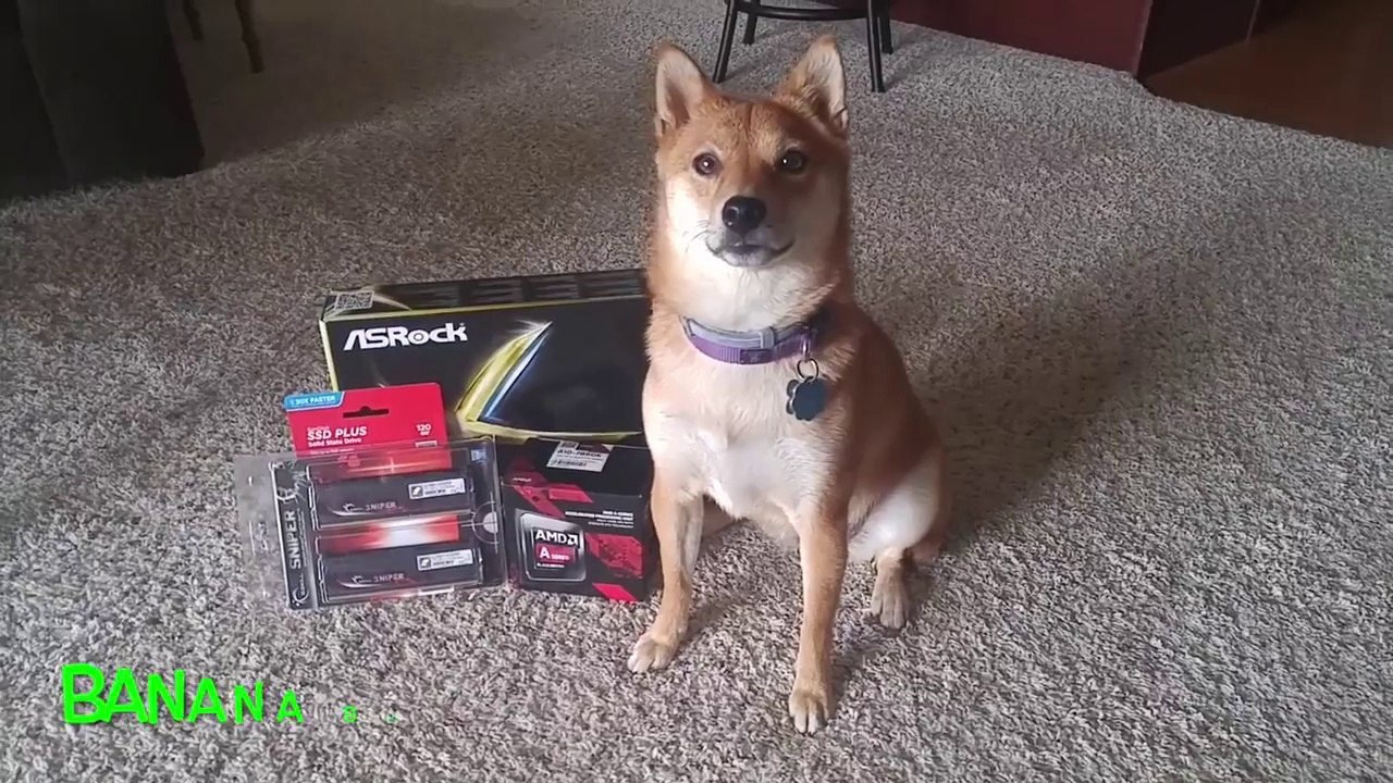 Ce chien construit son ordinateur.. LOL WTF !!