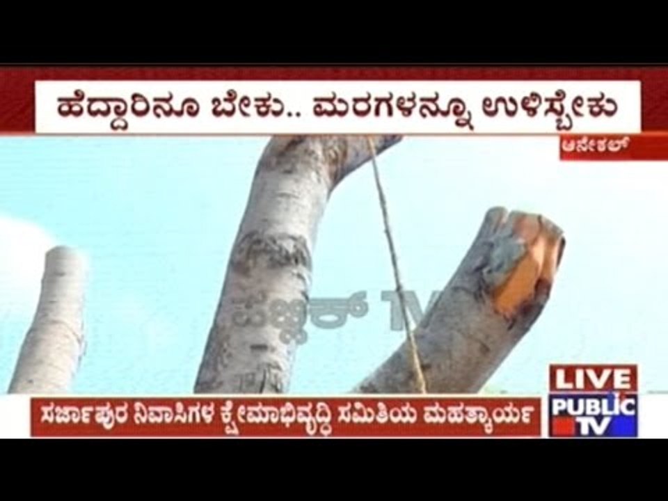 Sarjapura: Trees Shifted By Localites Following...