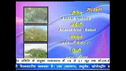 Babul ~ बबूल के औषधीय गुण Part 2 # Acharya Balkrishna