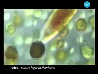 Nuestro Lugar En El Universo - Redes - Luis Felipe Rodríguez