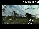 Kürtce Müzik Kamiran Hewal